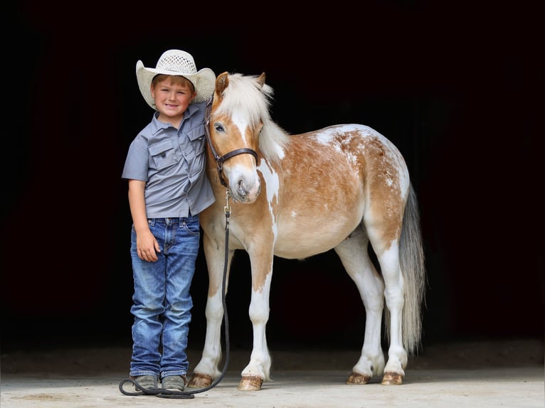 Poney des Amériques Croisé Hongre 4 Ans Pinto in Akeley