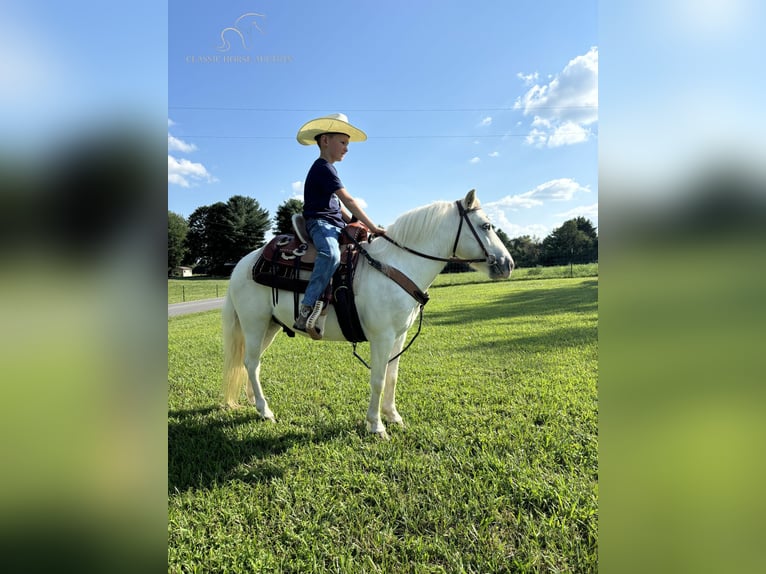 Poney des Amériques Hongre 5 Ans 109 cm Gris in Breeding, KY