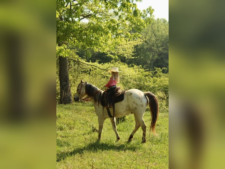 Poney des Amériques Hongre 5 Ans 142 cm Buckskin in Horton