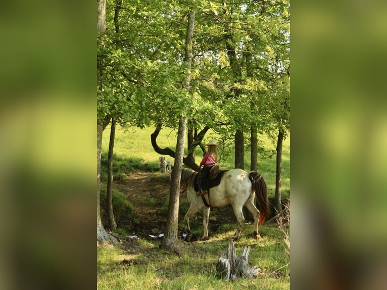 Poney des Amériques Hongre 5 Ans 142 cm Buckskin in Horton