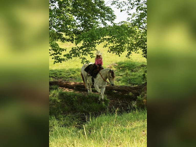 Poney des Amériques Hongre 5 Ans 142 cm Buckskin in Horton