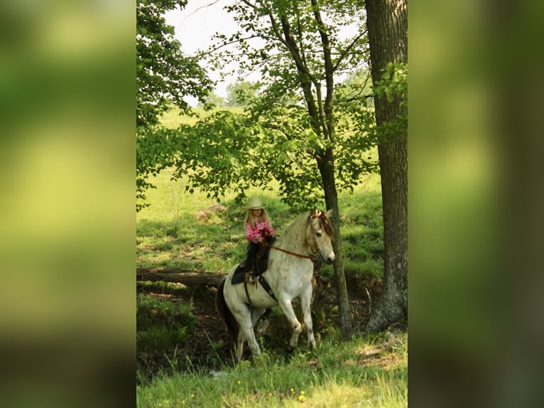 Poney des Amériques Hongre 5 Ans 142 cm Buckskin in Horton