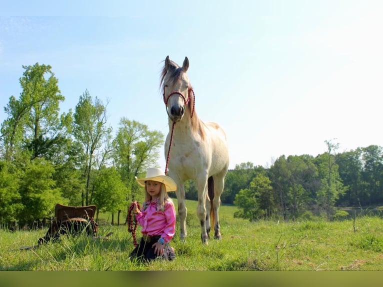 Poney des Amériques Hongre 5 Ans 142 cm Buckskin in Horton