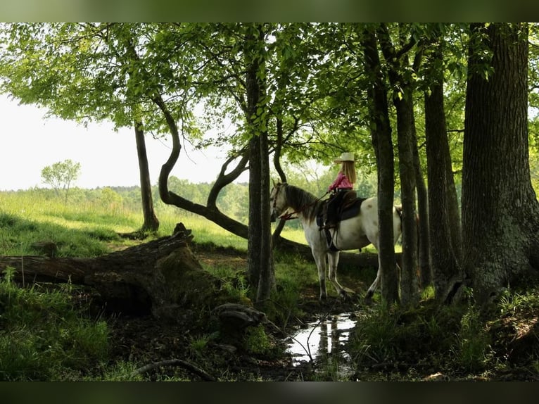 Poney des Amériques Hongre 5 Ans 142 cm Buckskin in Horton