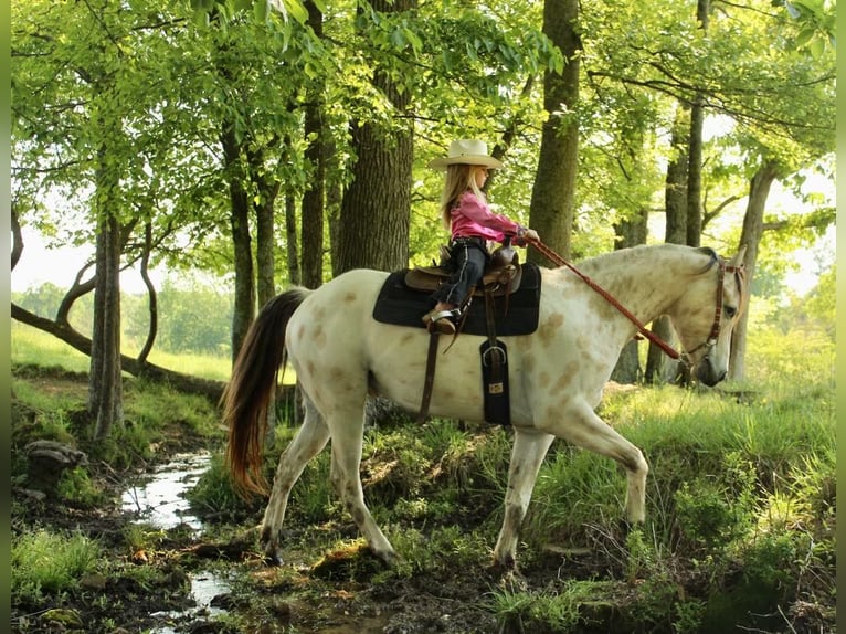 Poney des Amériques Hongre 5 Ans 142 cm Buckskin in Horton