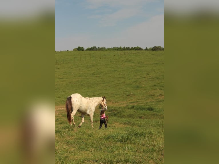 Poney des Amériques Hongre 5 Ans 142 cm Buckskin in Horton