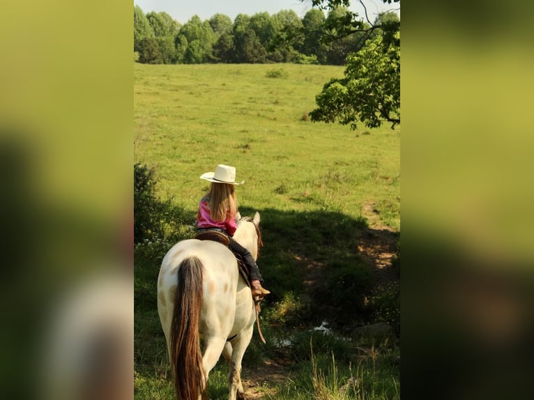 Poney des Amériques Hongre 5 Ans 142 cm Buckskin in Horton