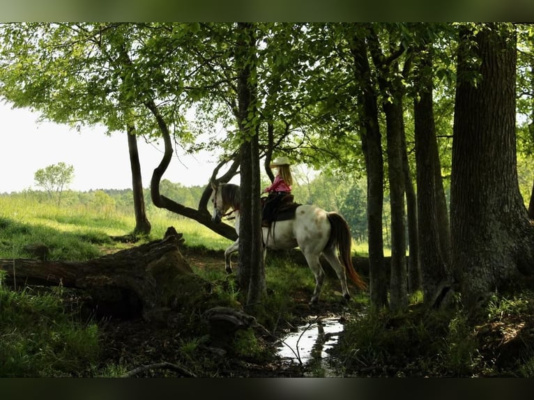 Poney des Amériques Hongre 5 Ans 142 cm Buckskin in Horton