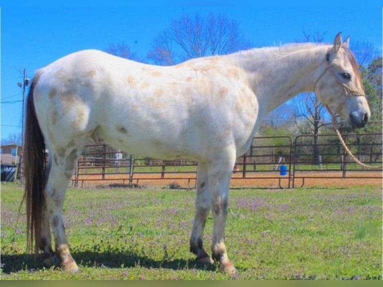 Poney des Amériques Hongre 5 Ans 142 cm Buckskin in Horton