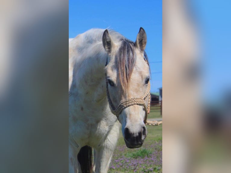 Poney des Amériques Hongre 5 Ans 142 cm Buckskin in Horton