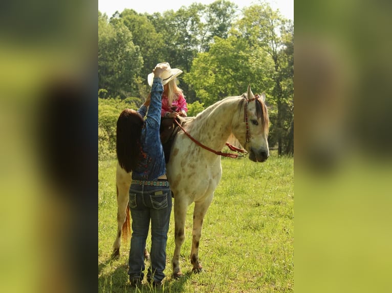 Poney des Amériques Hongre 5 Ans 142 cm Buckskin in Horton