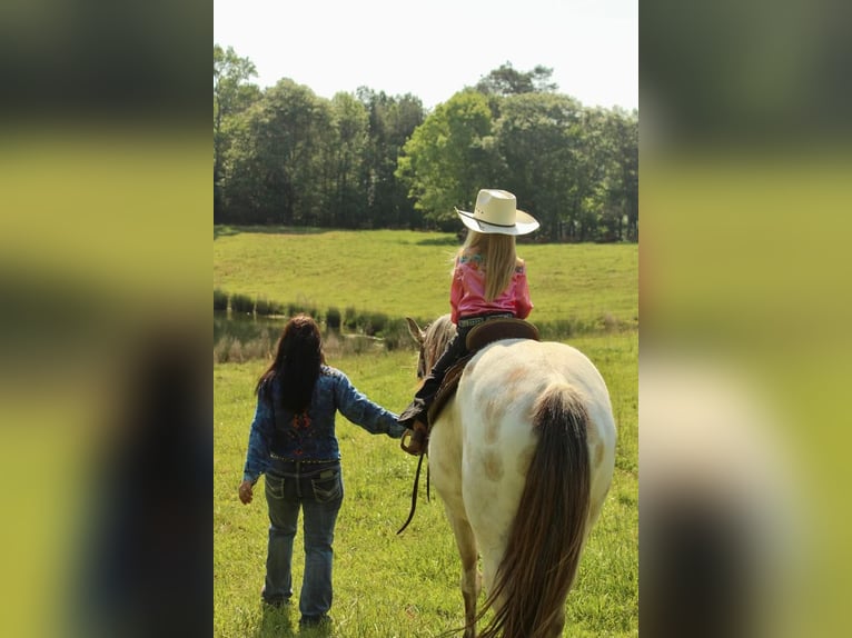 Poney des Amériques Hongre 5 Ans 142 cm Buckskin in Horton