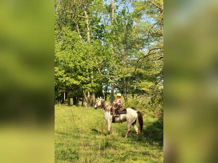 Poney des Amériques Hongre 5 Ans 142 cm Buckskin in Horton