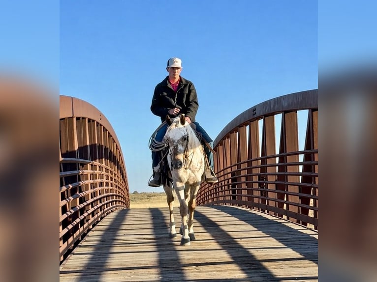 Poney des Amériques Hongre 5 Ans 142 cm  in Rigby