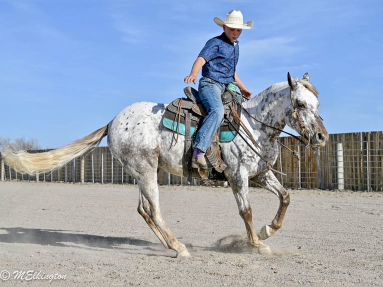 Poney des Amériques Hongre 5 Ans 142 cm  in Rigby