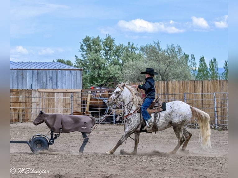 Poney des Amériques Hongre 5 Ans 142 cm  in Rigby