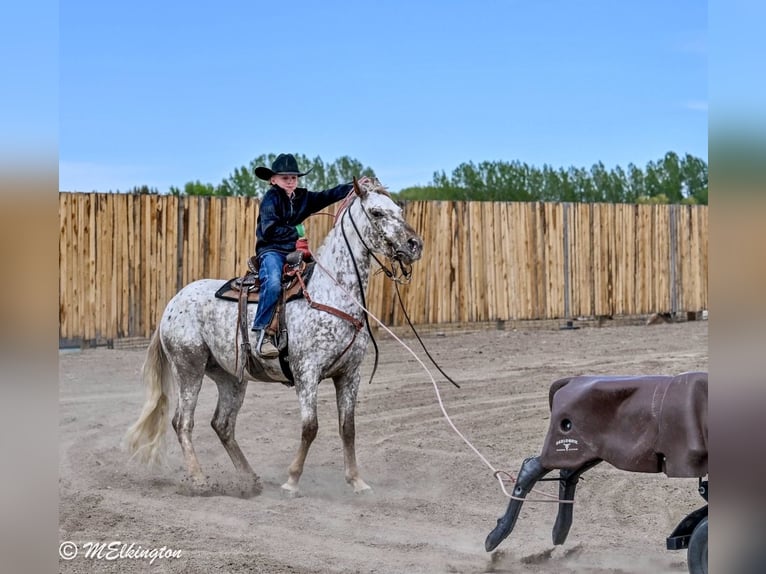 Poney des Amériques Hongre 5 Ans 142 cm  in Rigby