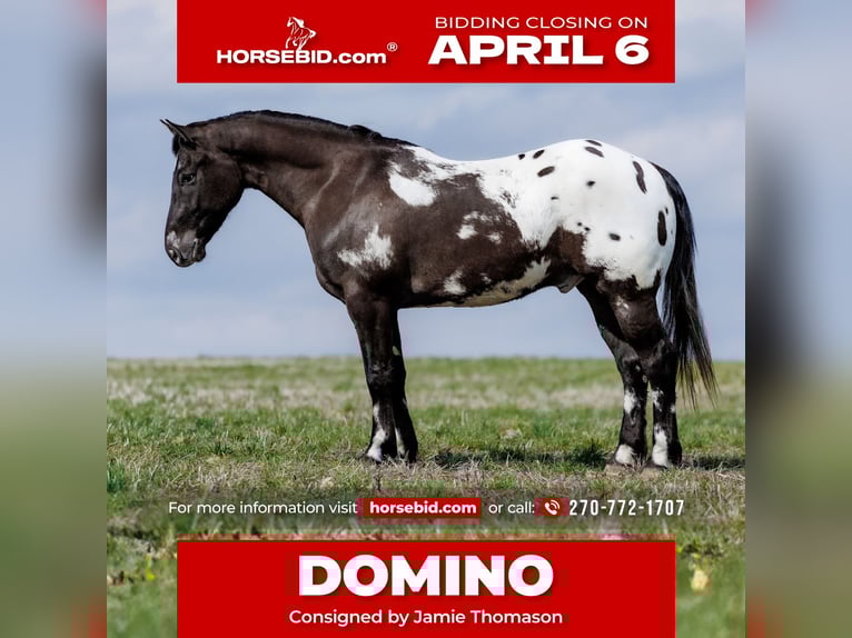 Poney des Amériques Croisé Hongre 5 Ans 145 cm Pinto in Auburn