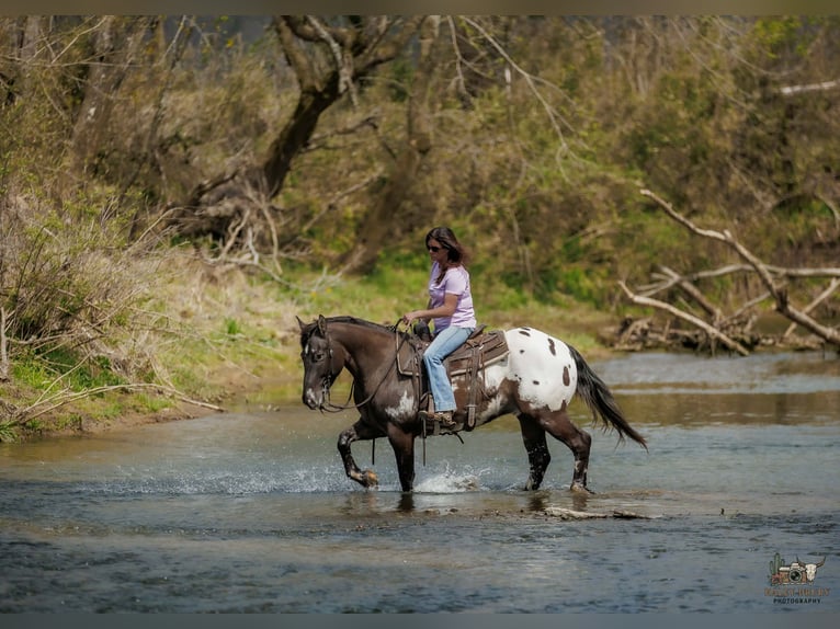 Poney des Amériques Croisé Hongre 5 Ans 147 cm Pinto in Auburn