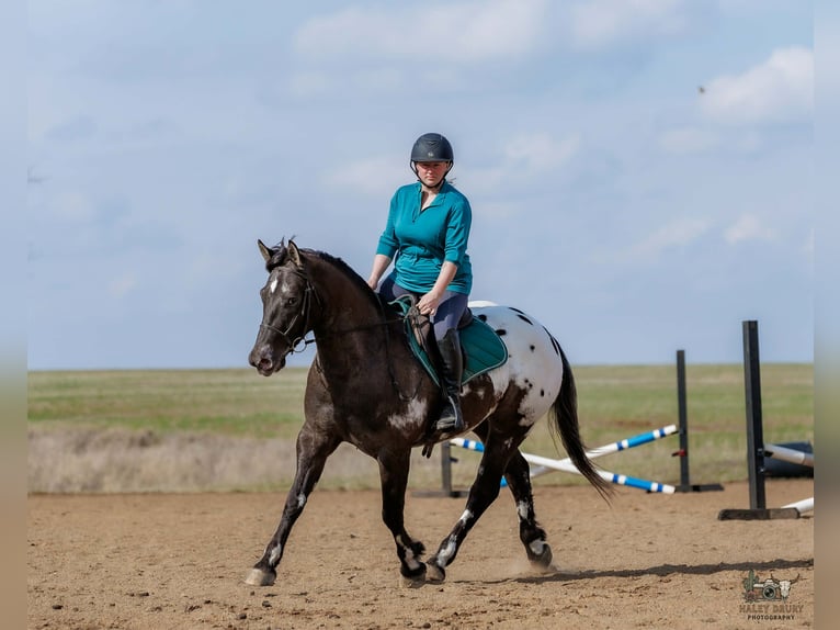 Poney des Amériques Croisé Hongre 5 Ans 147 cm Pinto in Auburn