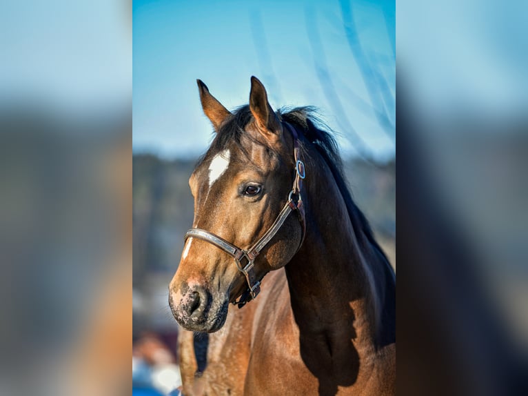 Poney des Amériques Hongre 5 Ans 152 cm  in Alfdorf