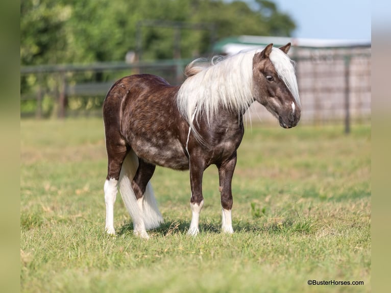 Poney des Amériques Hongre 5 Ans 99 cm Bai cerise in Weatherford TX