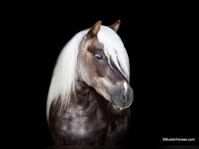 Poney des Amériques Hongre 5 Ans 99 cm Bai cerise in Weatherford TX