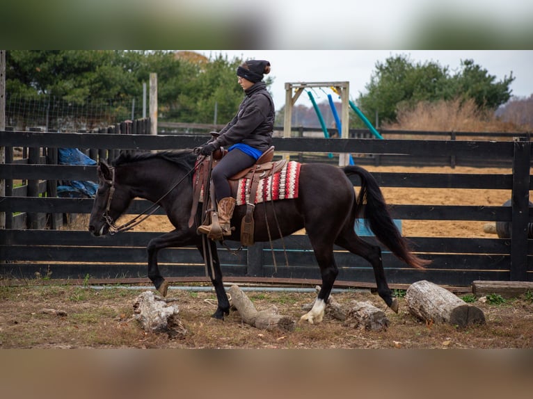 Poney des Amériques Hongre 6 Ans 140 cm Noir in Shipshewana IN