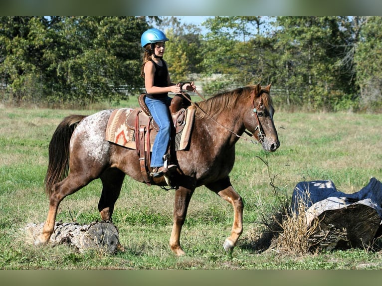 Poney des Amériques Hongre 6 Ans 142 cm Rouan Rouge in Charleston, IL