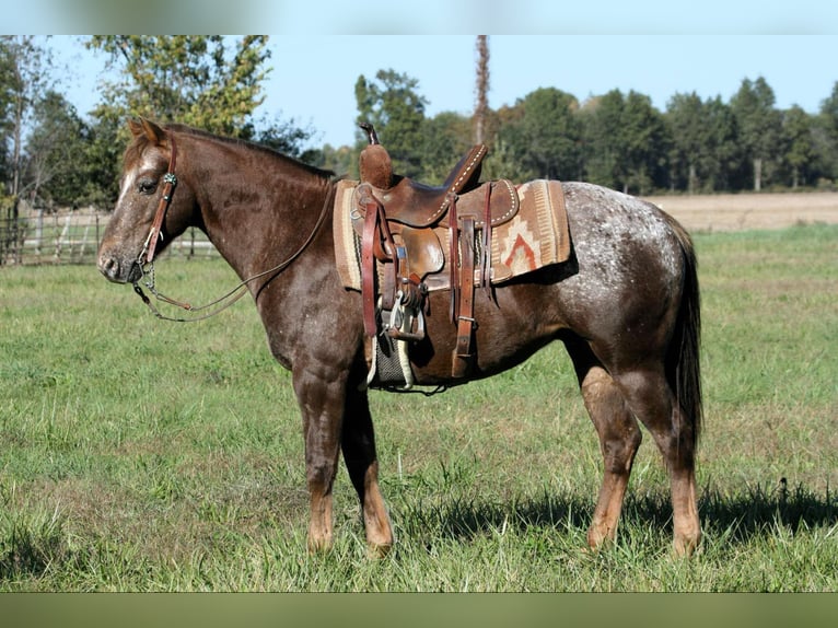 Poney des Amériques Hongre 6 Ans 142 cm Rouan Rouge in Charleston, IL