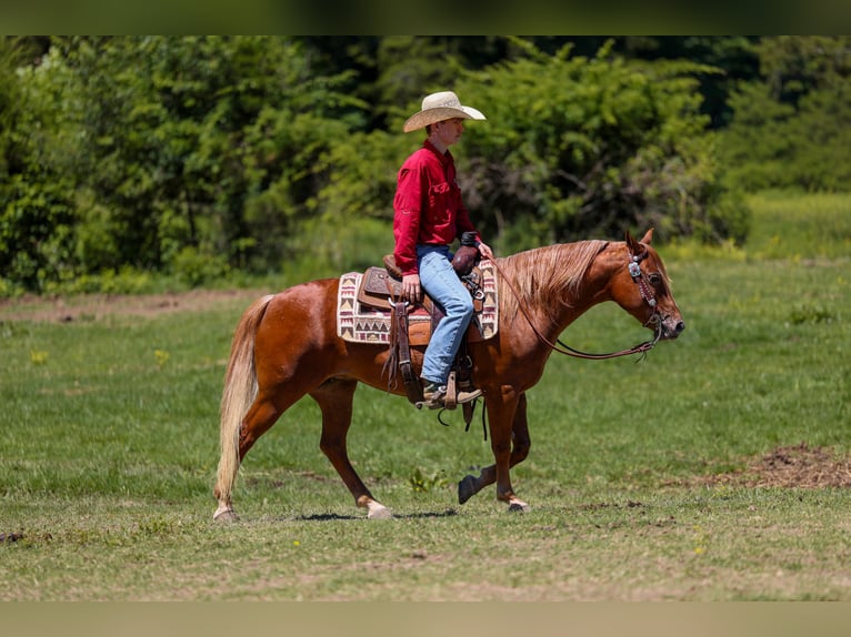 Poney des Amériques Hongre 7 Ans 142 cm Alezan cuivré in Somerset, Ky