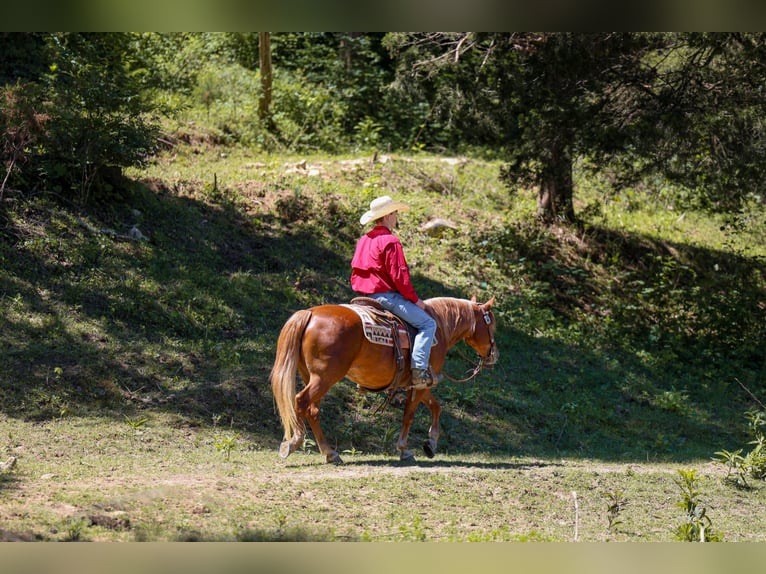 Poney des Amériques Hongre 7 Ans 142 cm Alezan cuivré in Somerset, Ky