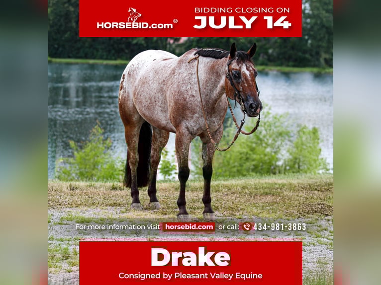 Poney des Amériques Hongre 7 Ans 147 cm in Robards, KY