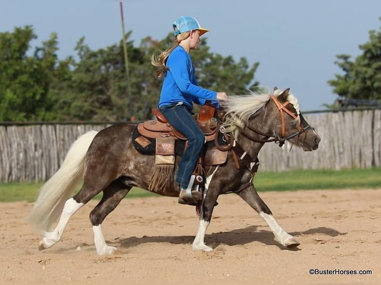 Poney des Amériques Hongre 7 Ans 99 cm Bai cerise in Weatherford TX