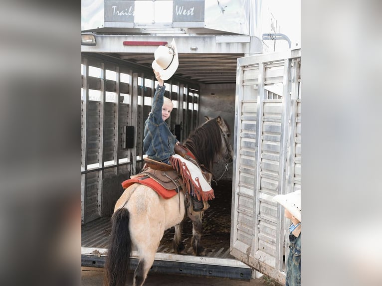 Poney des Amériques Hongre 7 Ans Buckskin in Huntland Tn