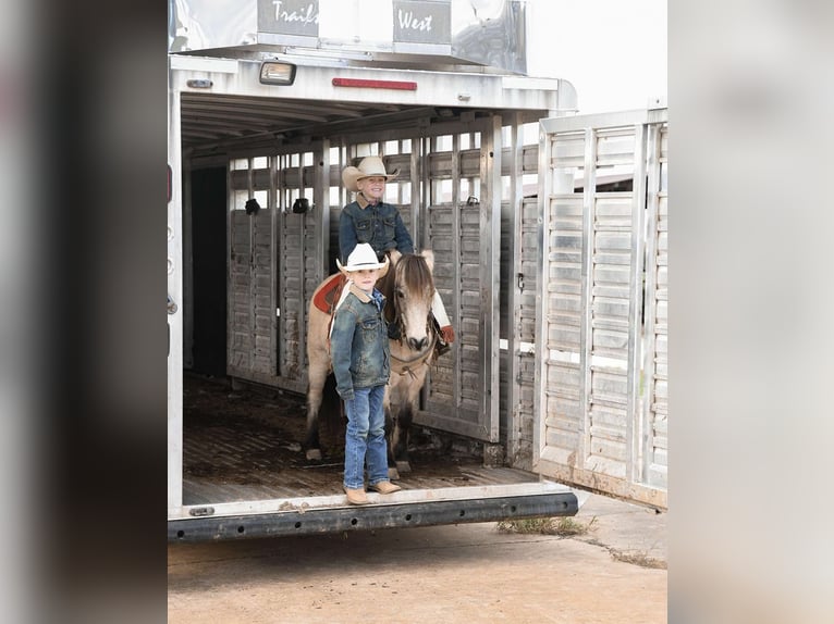 Poney des Amériques Hongre 7 Ans Buckskin in Huntland Tn