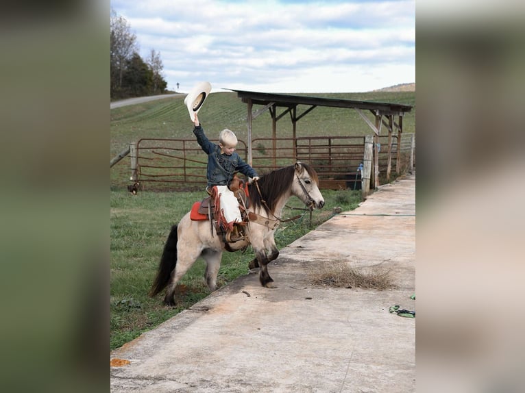 Poney des Amériques Hongre 7 Ans Buckskin in Huntland Tn