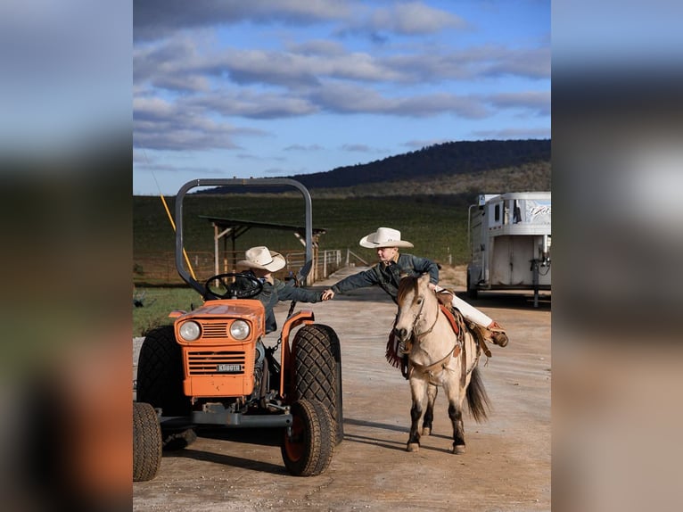 Poney des Amériques Hongre 7 Ans Buckskin in Huntland Tn