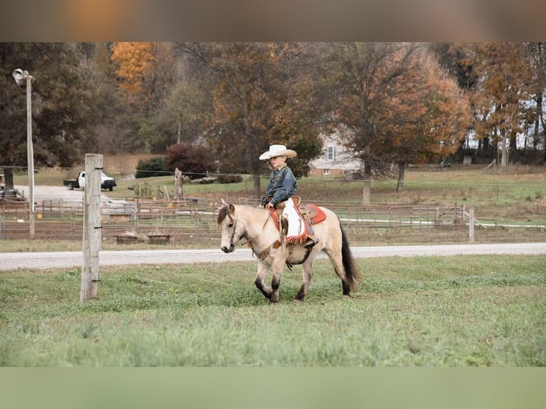 Poney des Amériques Hongre 7 Ans Buckskin in Huntland Tn