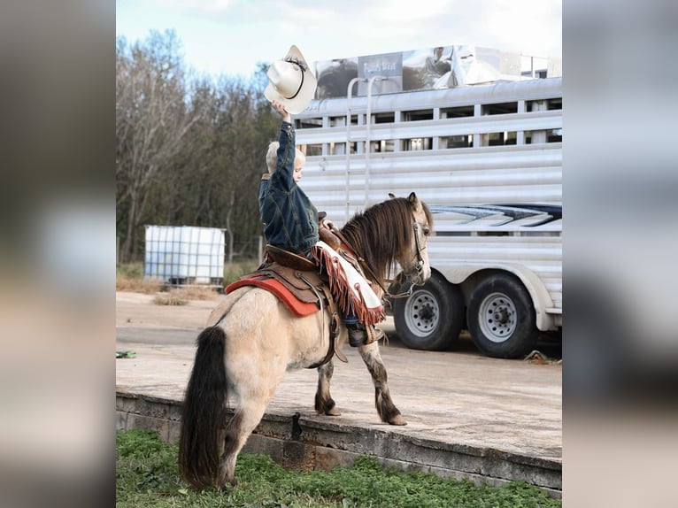 Poney des Amériques Hongre 7 Ans Buckskin in Huntland Tn