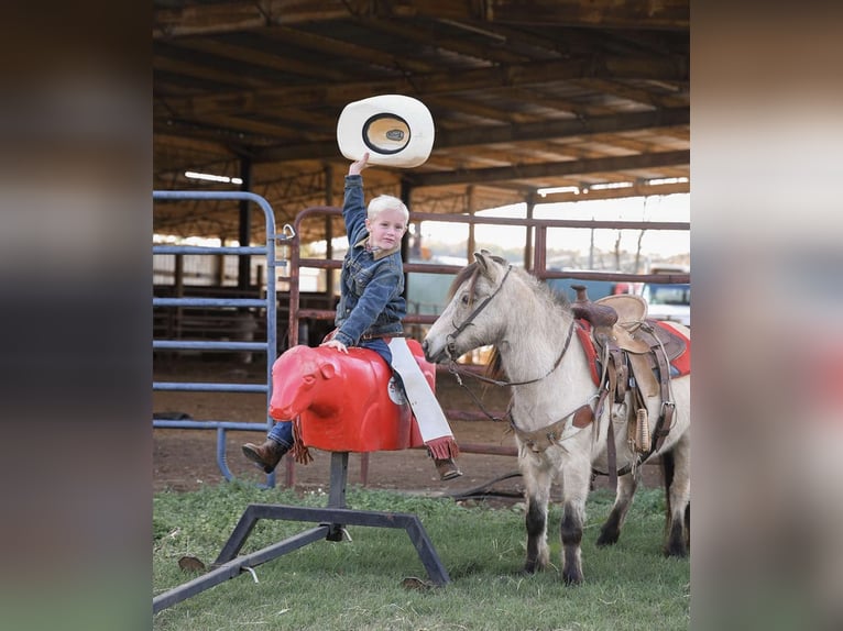 Poney des Amériques Hongre 7 Ans Buckskin in Huntland Tn