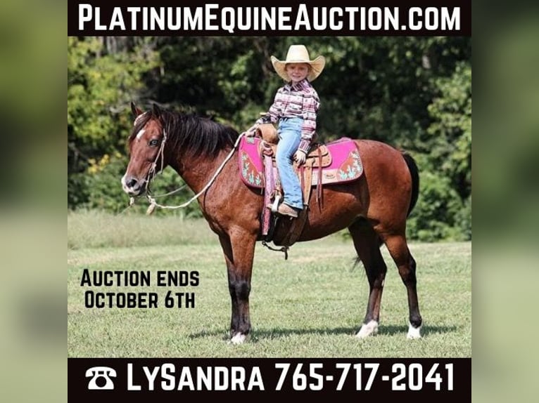 Poney des Amériques Hongre 8 Ans 135 cm Bai cerise in Brodhead, KY