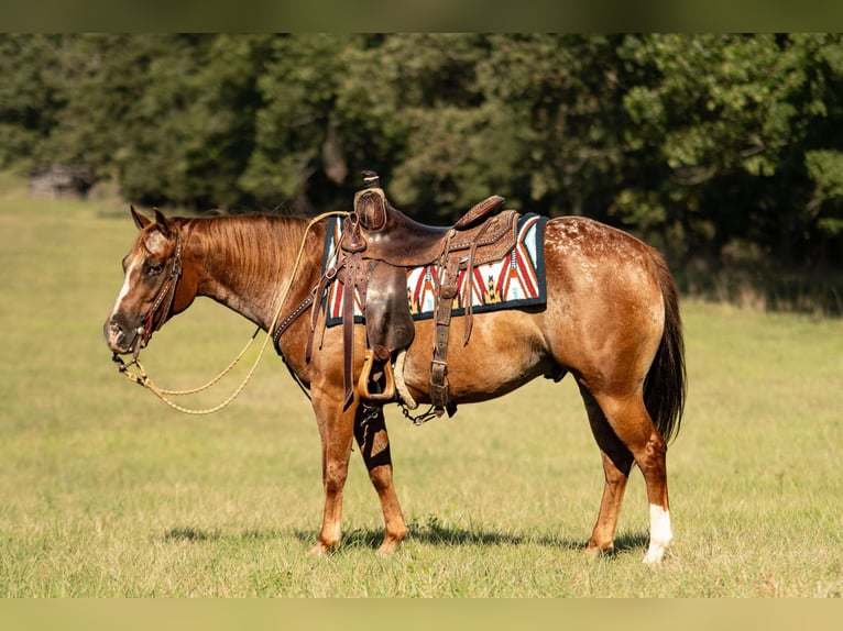 Poney des Amériques Hongre 8 Ans 137 cm Alezan brûlé in Weatherford