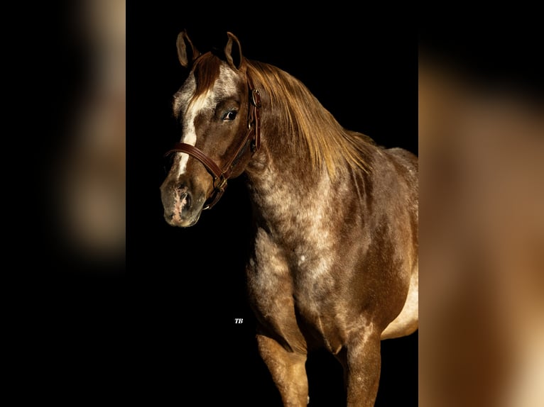 Poney des Amériques Hongre 8 Ans 137 cm Alezan brûlé in Weatherford