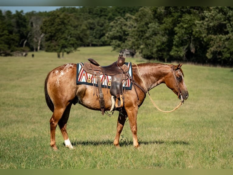 Poney des Amériques Hongre 8 Ans 137 cm Alezan brûlé in Weatherford