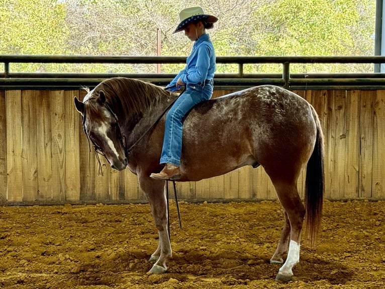 Poney des Amériques Hongre 8 Ans 137 cm Alezan brûlé in Weatherford