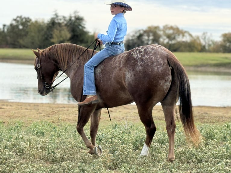 Poney des Amériques Hongre 8 Ans 137 cm Alezan brûlé in Weatherford