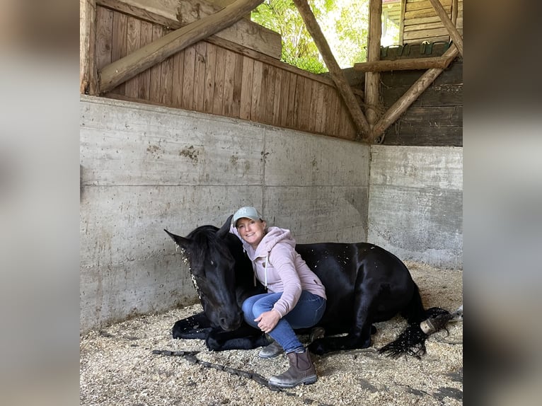 Poney des Amériques Hongre 8 Ans 141 cm Noir in Schopfheim