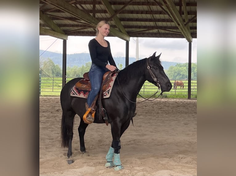 Poney des Amériques Hongre 8 Ans 141 cm Noir in Schopfheim