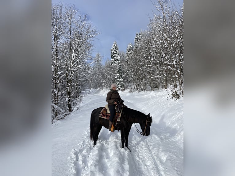 Poney des Amériques Hongre 8 Ans 141 cm Noir in Schopfheim